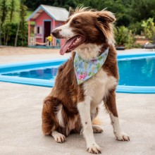 Bandana pra Cachorro 